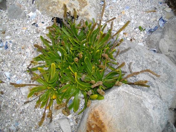 Plantago crassifolia var. crassifolia, beach plantain leaves